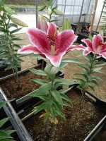 [4373 Dark Sensation GA No01.JPG]